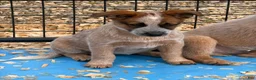 Australian Cattle Dog dogs for sale: Georgie - Ad 3