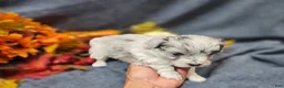 Maltipoo dogs for sale: Jazz - Ad 7