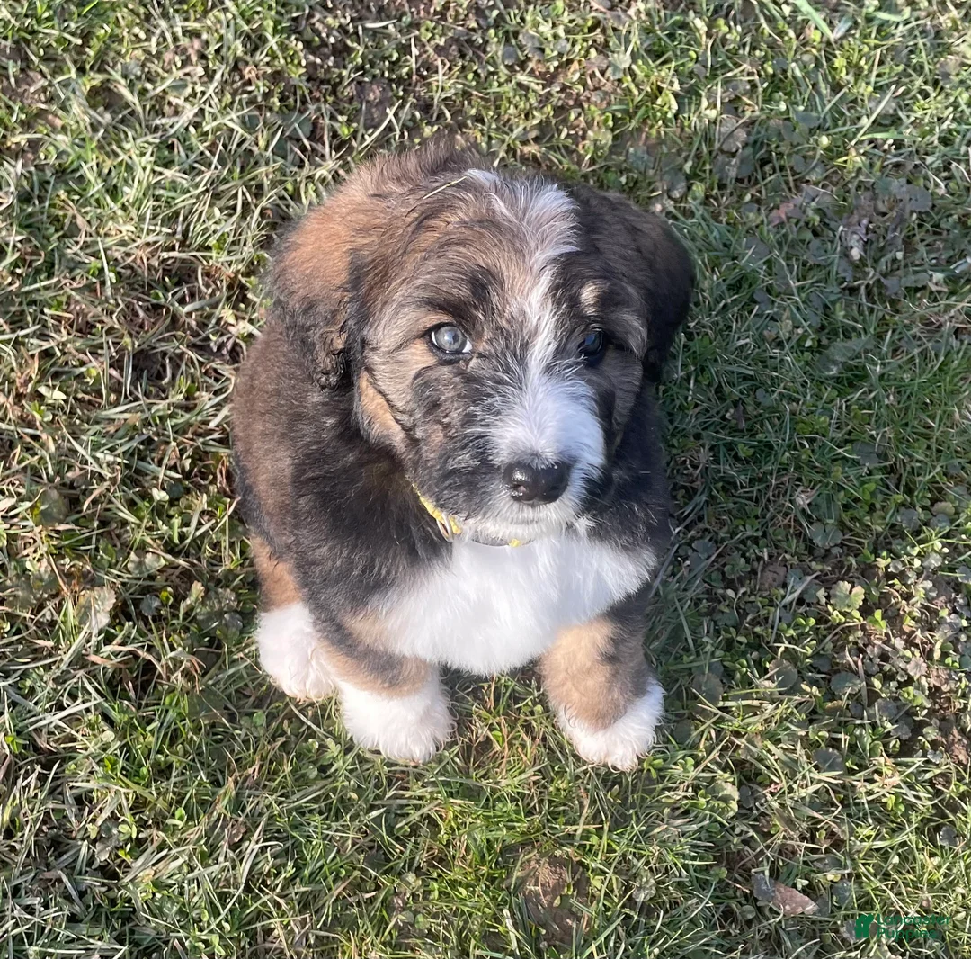 Bernedoodle dogs for sale: Daisy - Ad 2