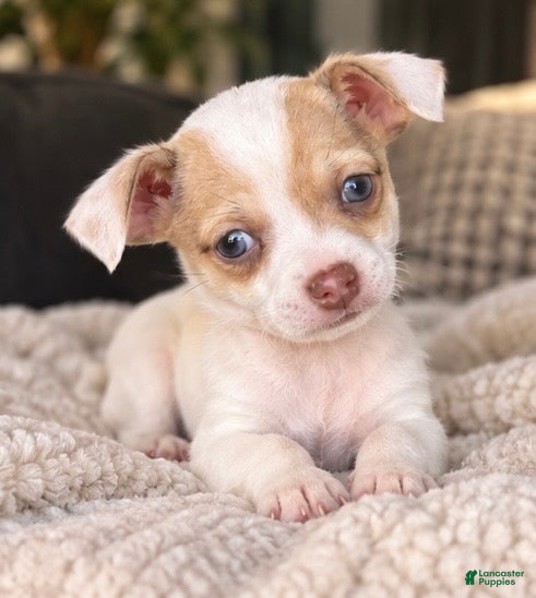 Chihuahua dogs for sale: Koda - Ad 2