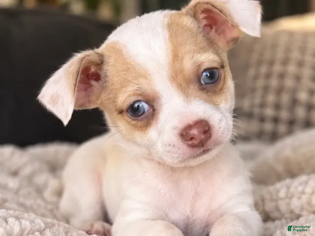 Chihuahua dogs for sale: Koda - Ad 2