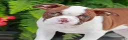 Boston Terrier dogs for sale: Buddy  - Ad 2