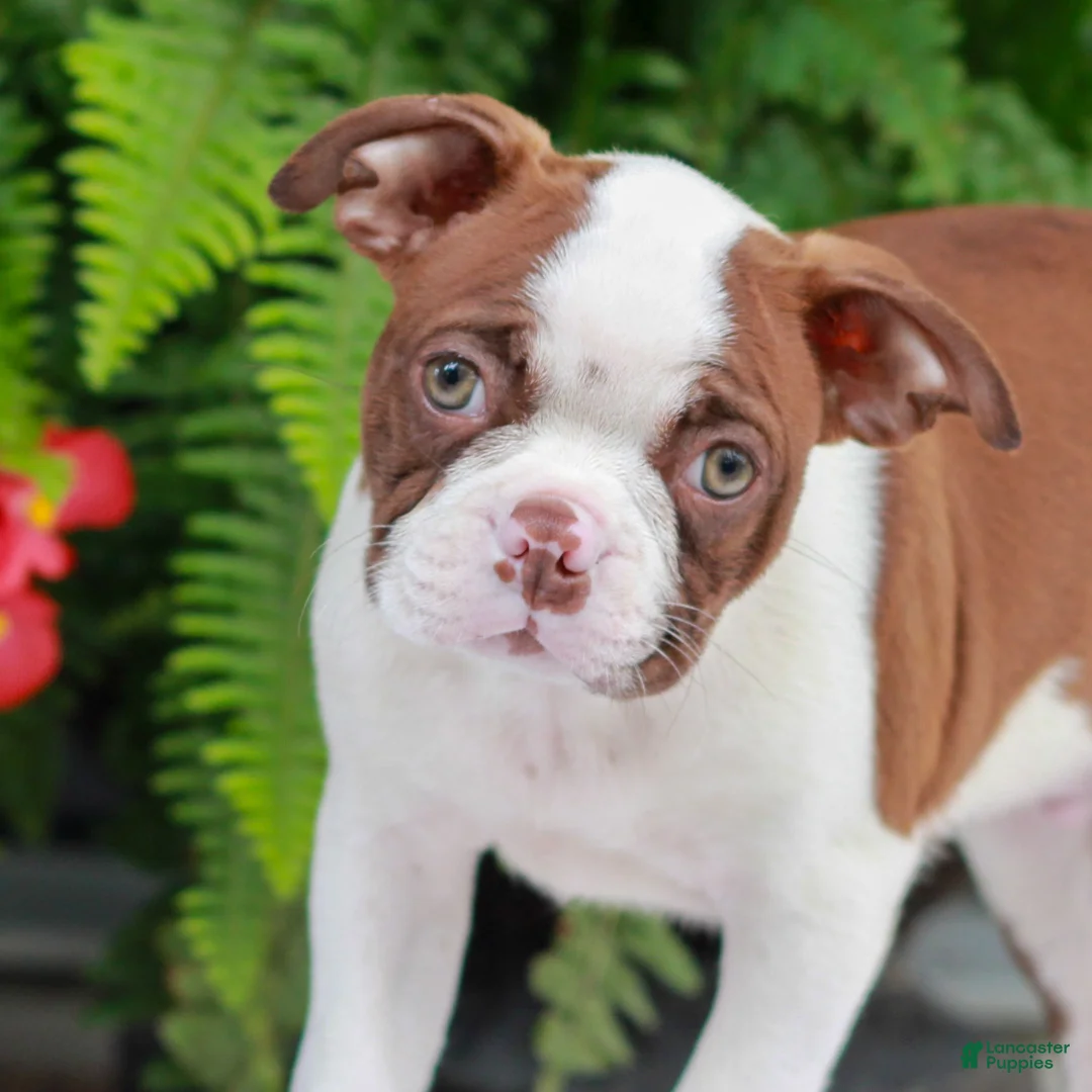 Boston Terrier dogs for sale: Buddy  - Ad 2