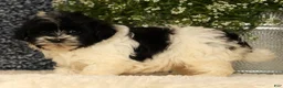Havapoo dogs for sale: Spencer - Ad 6