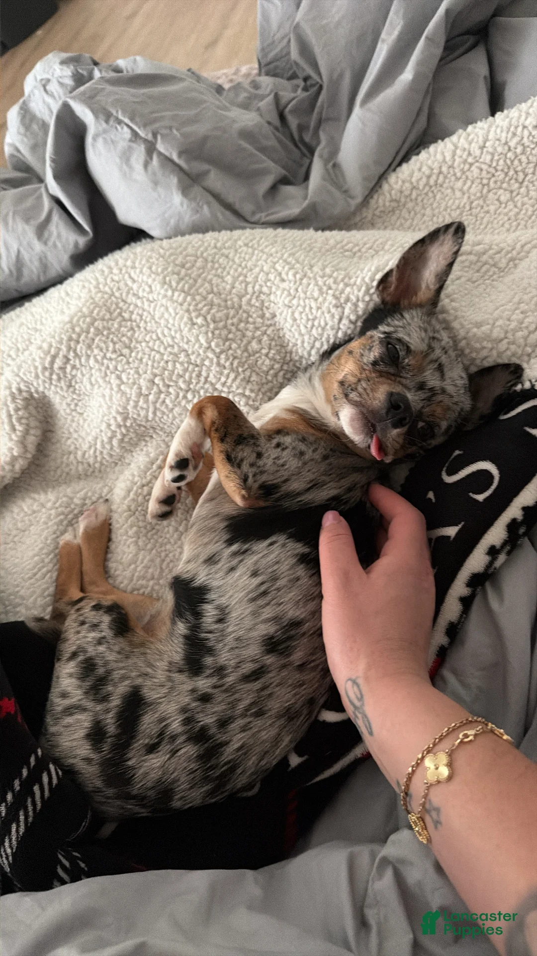 Chihuahua dogs for sale: Chihuahua Puppy 1 - Ad 5