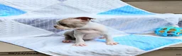 Boston Terrier dogs for sale: Roland - Ad 4