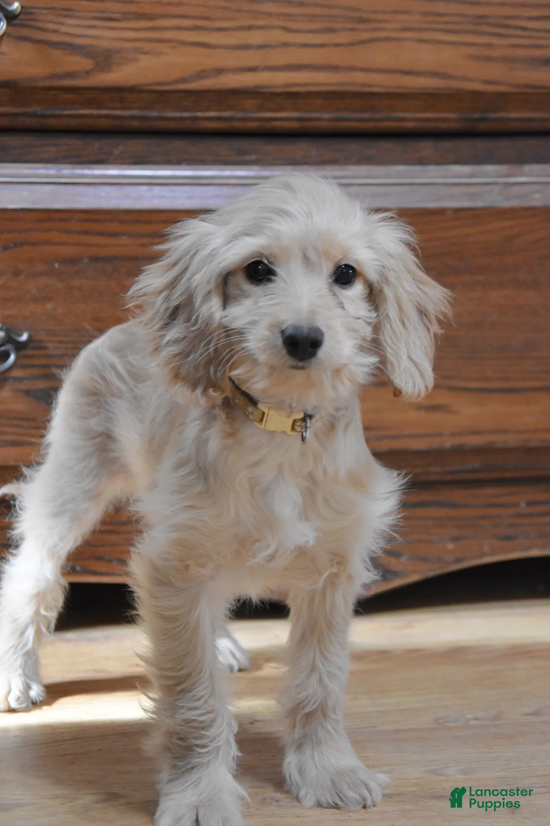 Cockapoo dogs for sale: Pansy - Ad 2