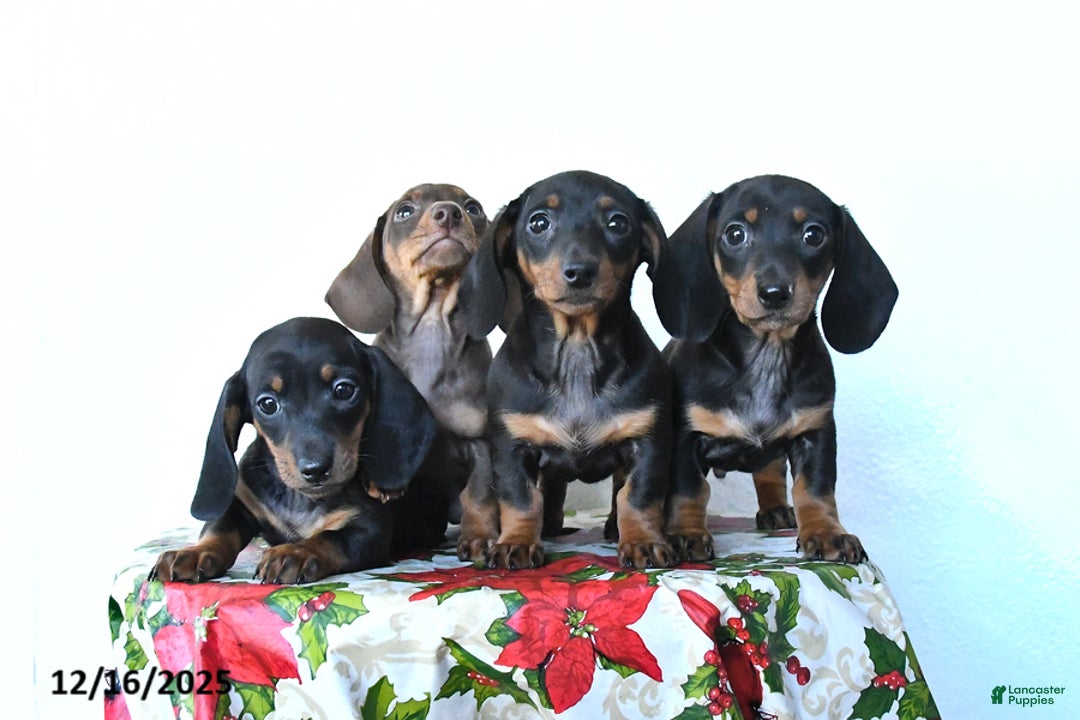 Miniature Dachshund dogs for sale: Sadie - Ad 5