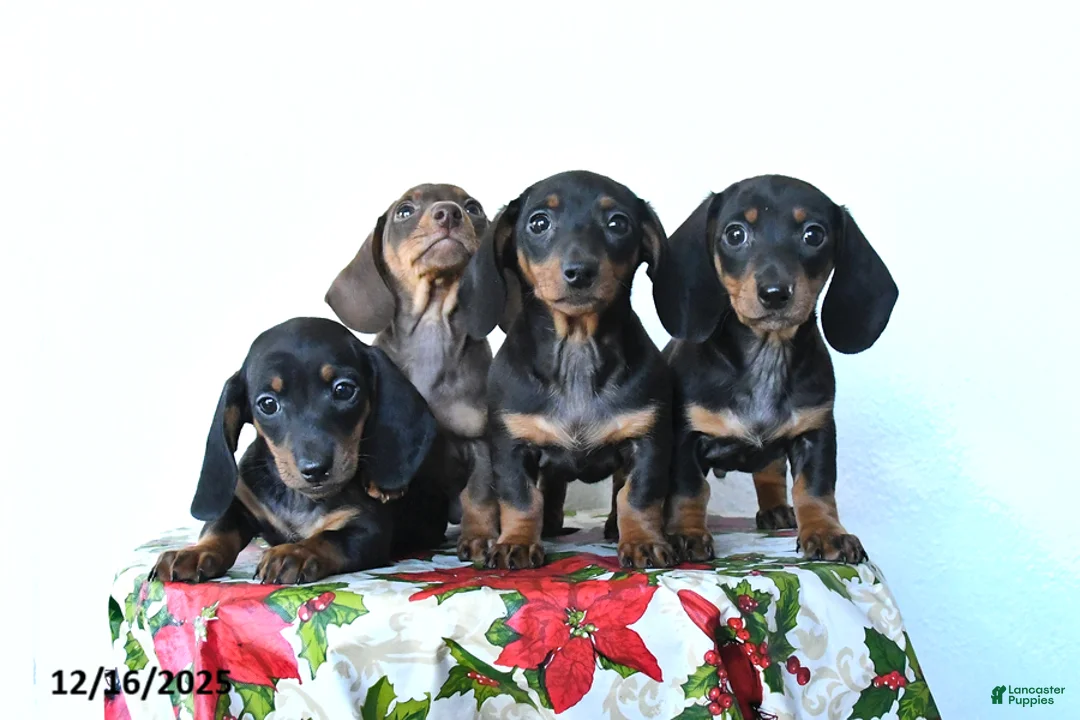 Miniature Dachshund dogs for sale: Sadie - Ad 10