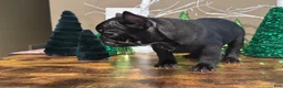 French Bulldog dogs for sale: French Bulldog Puppy 3 - Ad 6