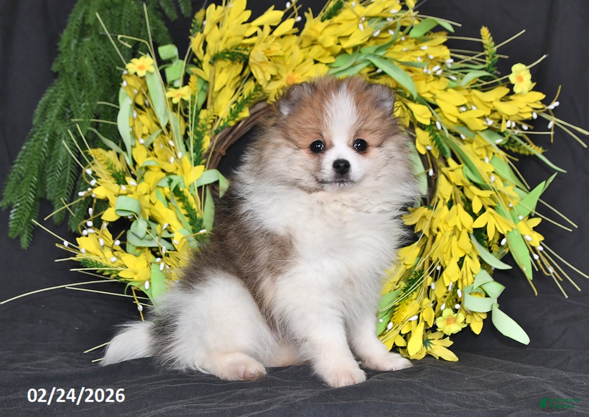 Pomeranian dogs Mason - Ad 1