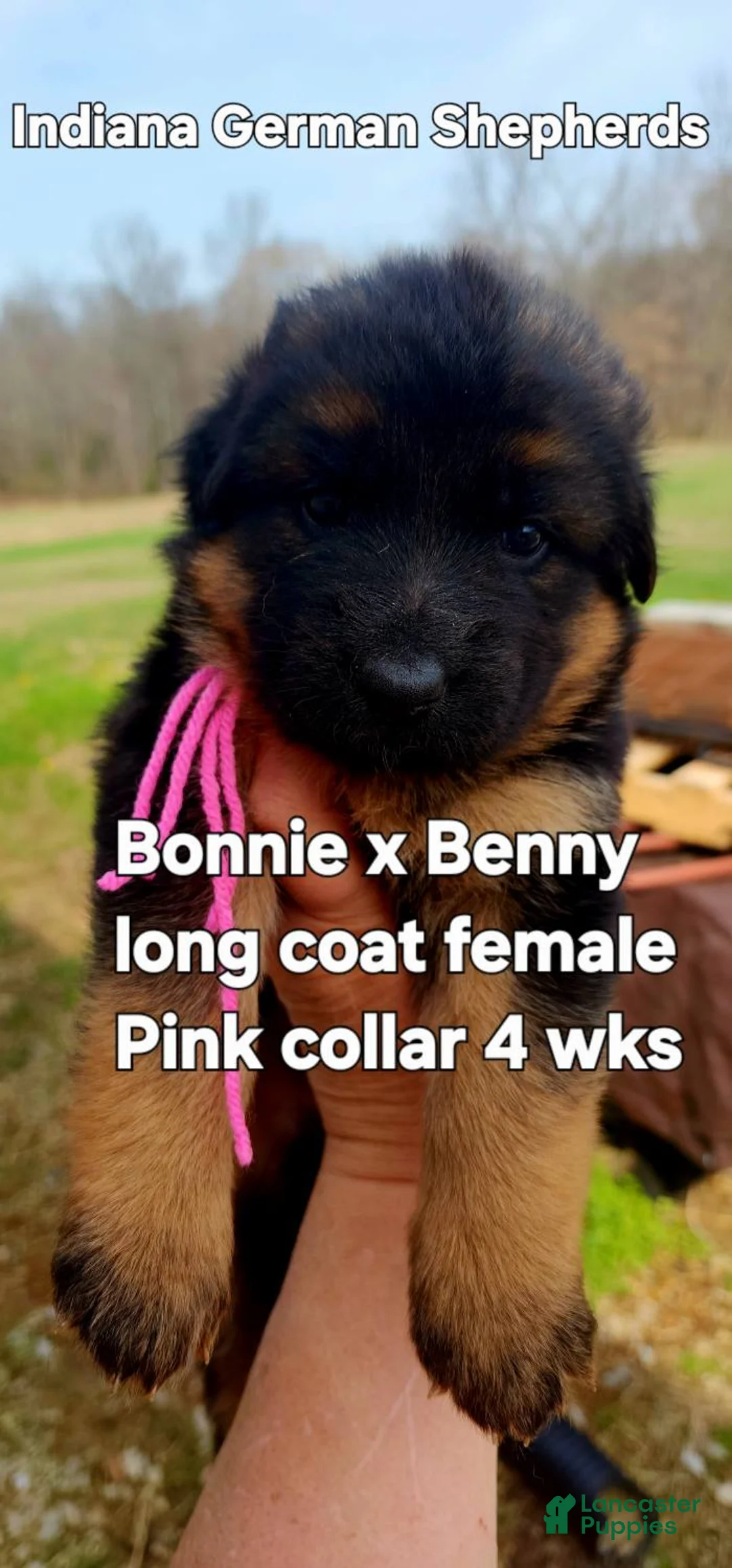 German Shepherd dogs for sale: German Shepherd Puppy purple collar - Ad 1