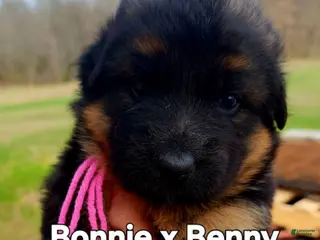 German Shepherd dogs German Shepherd Puppy purple collar - Ad 40