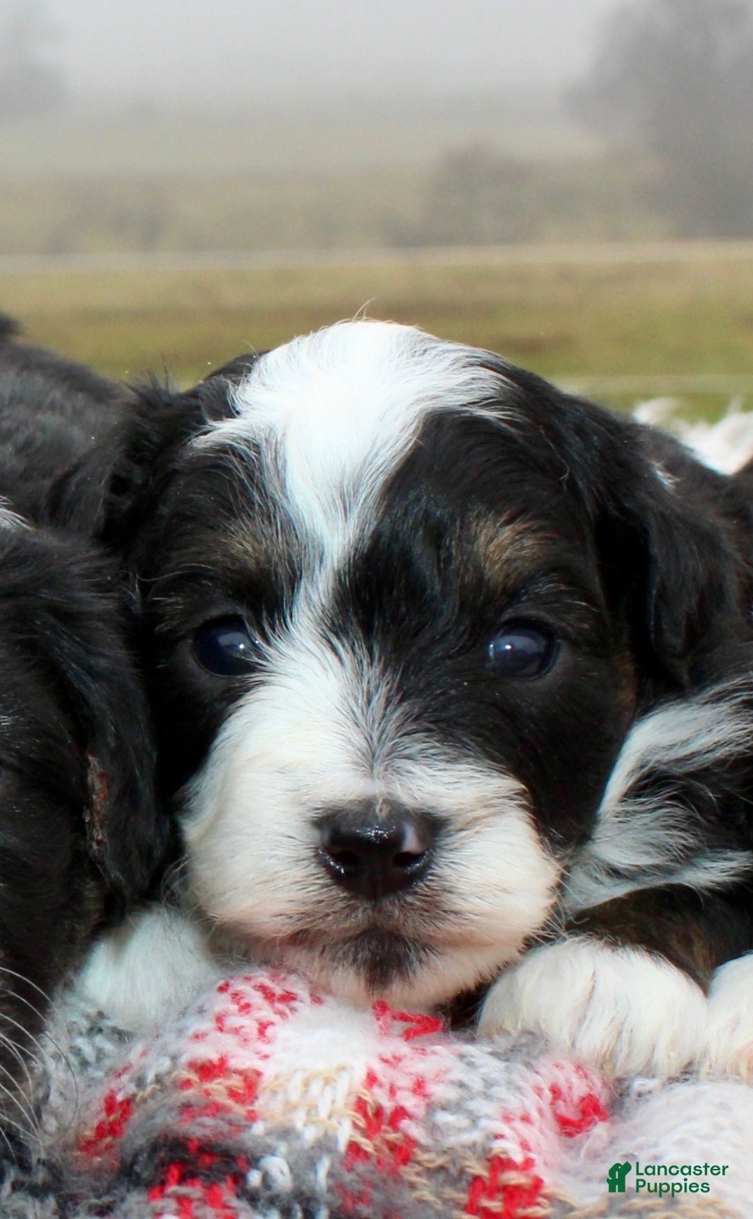 Toy Poodle dogs for sale: Toy Australian Shepherd Puppy 1 - Ad 1