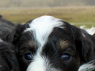 Toy Poodle dogs Toy Australian Shepherd Puppy 1 - Ad 24