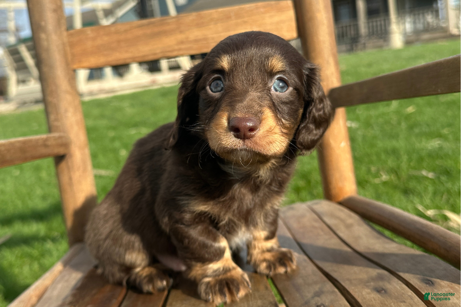Dachshund dogs Culver - Ad 31