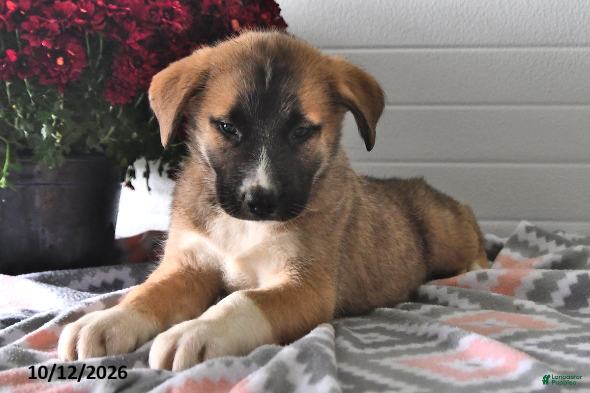 Mixed Breed dogs Sophie - Ad 2