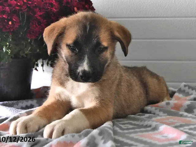 Mixed Breed dogs for sale: Sophie - Ad 2