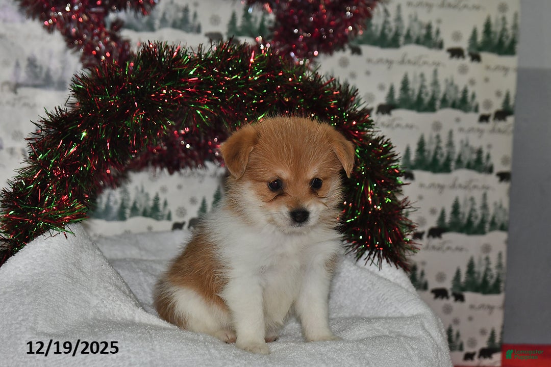 Mixed Breed dogs for sale: Shirley - Ad 2