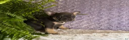 French Bulldog dogs for sale: Penny - Ad 7