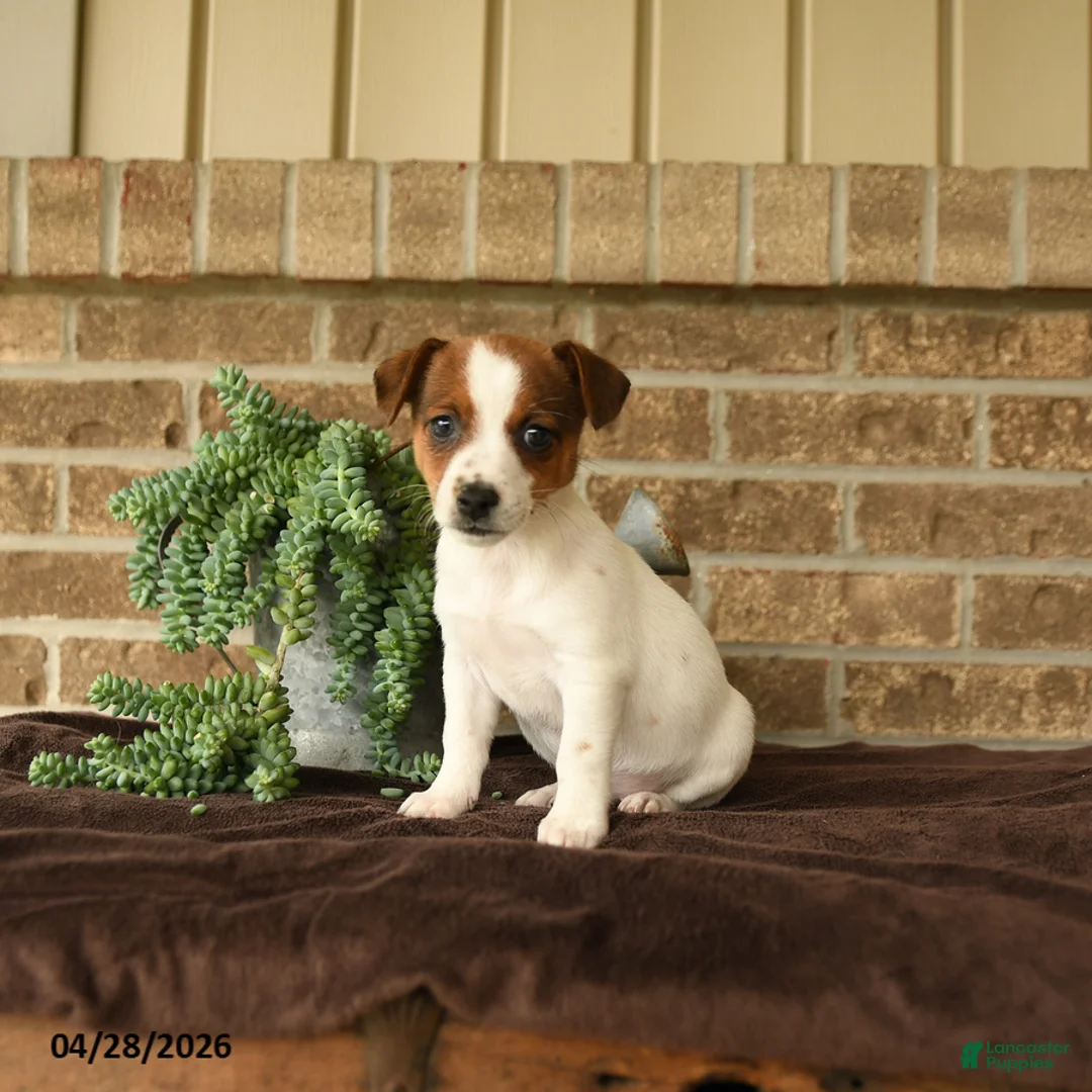 Jack Russell Terrier dogs for sale: Roxy - Ad 2