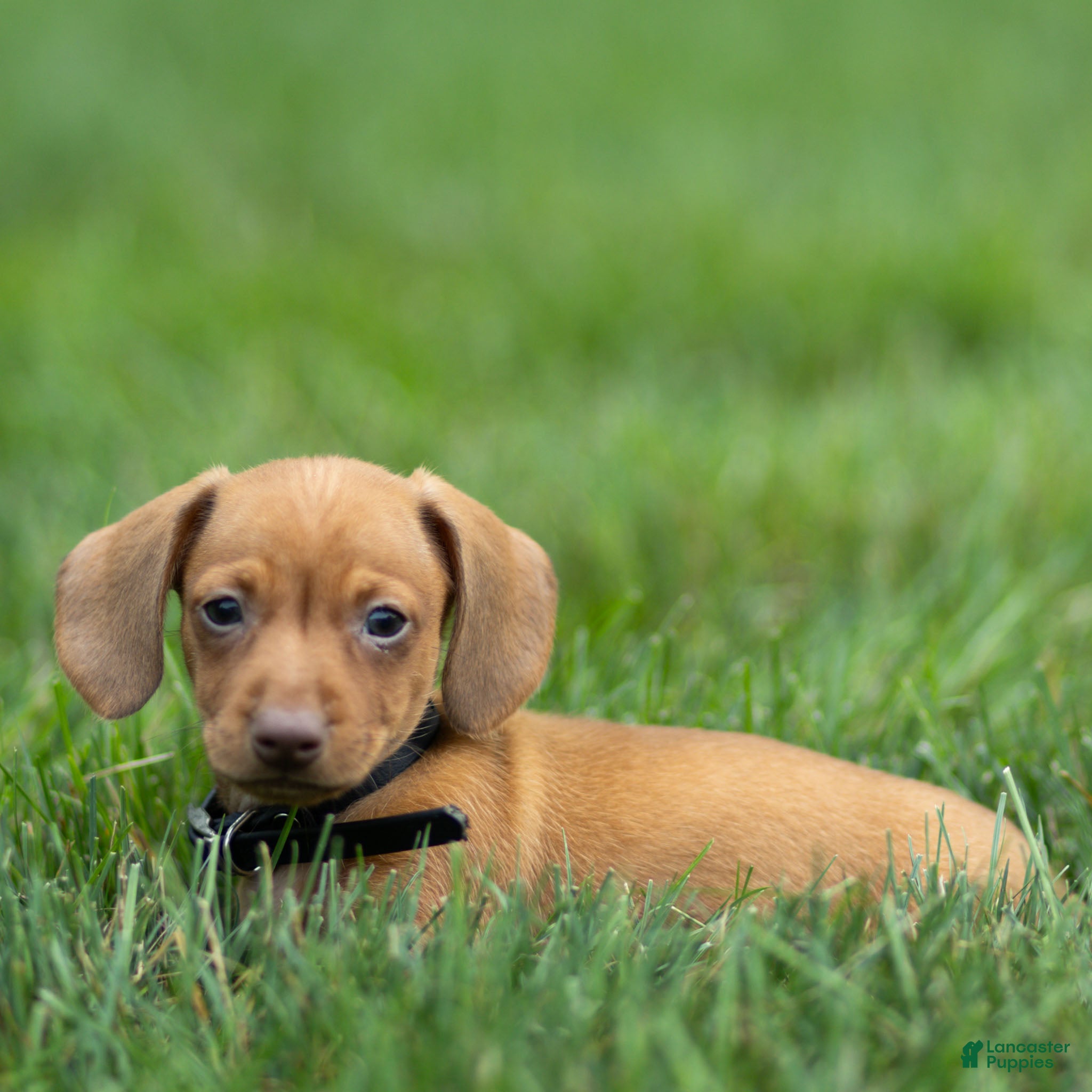 Miniature Dachshund dogs Peanut Miniature Dachshund  - Ad 1
