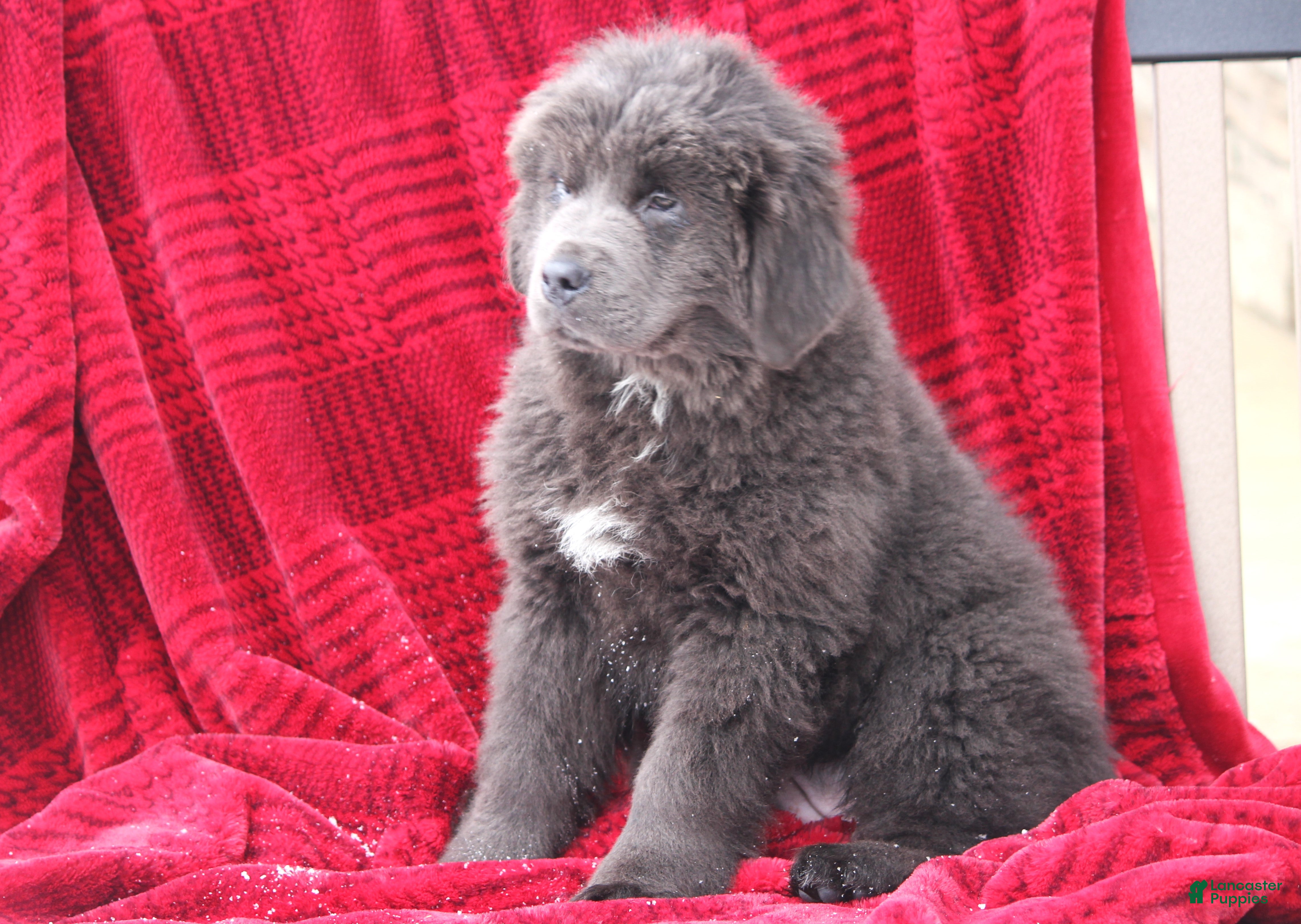 Newfoundland dogs Tess - Ad 3