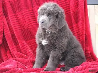 Newfoundland dogs Tess - Ad 3