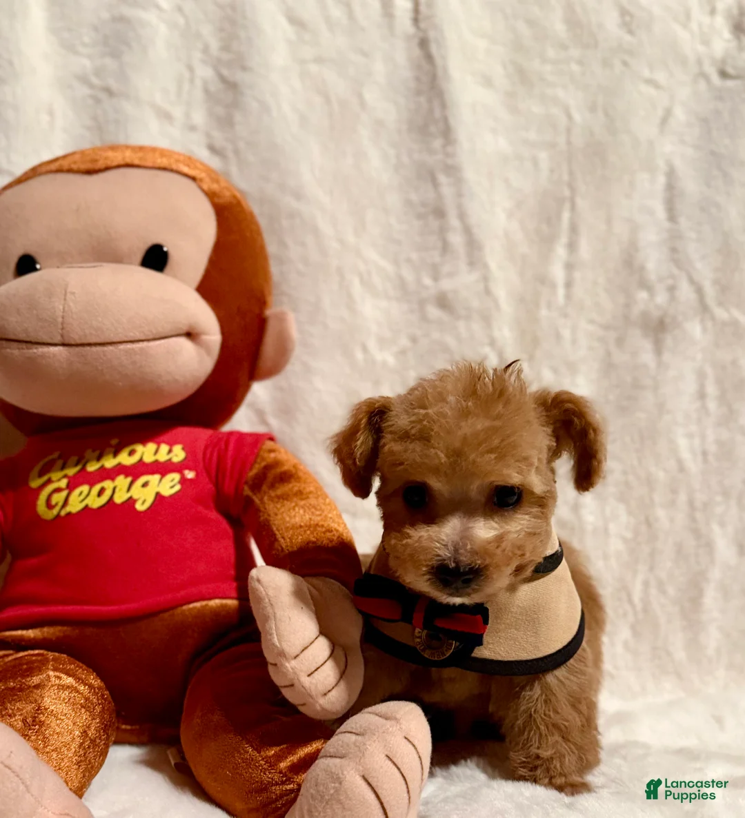 Toy Poodle dogs for sale: Junior - Ad 2
