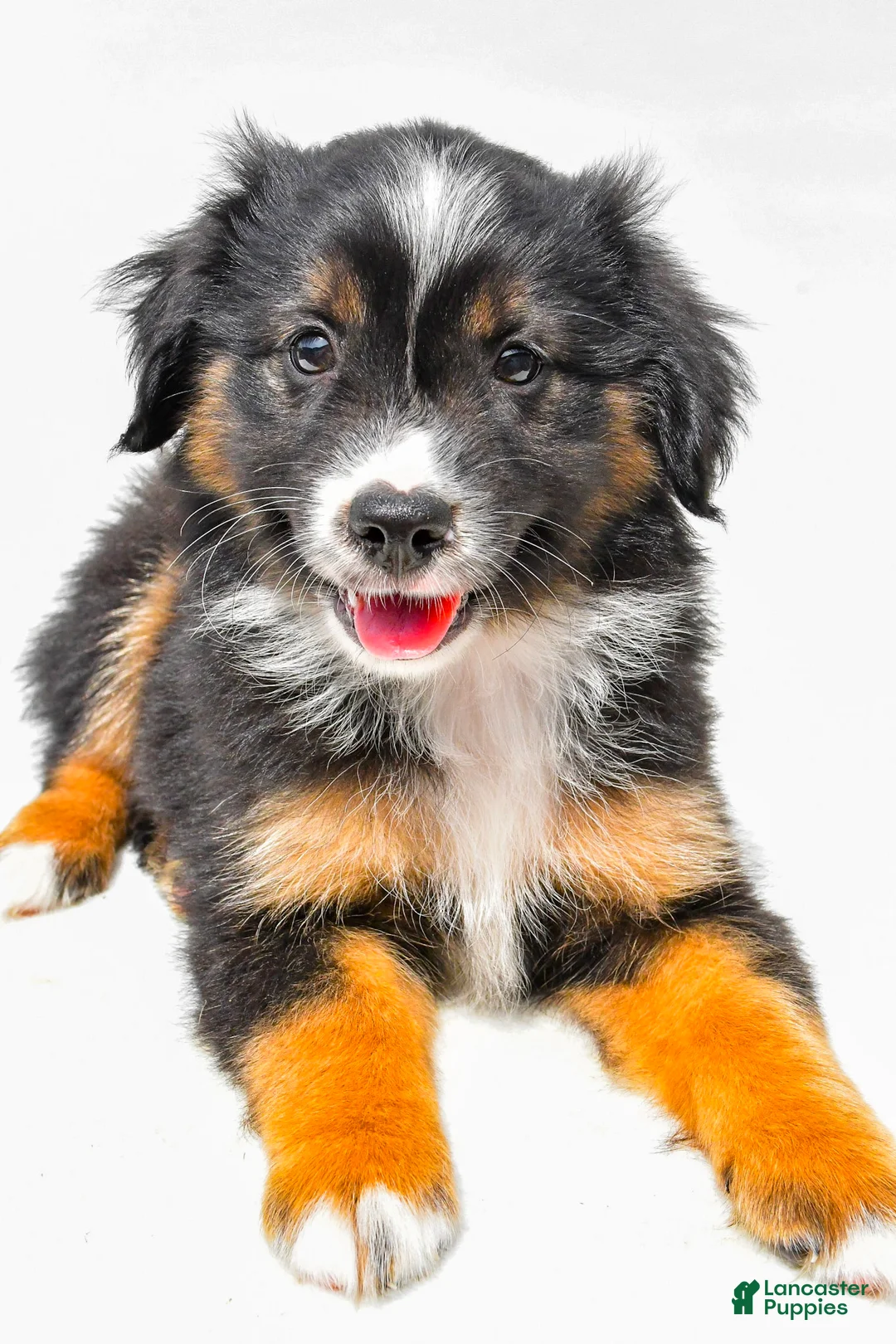 Miniature Australian Shepherd dogs for sale: Eileen - Ad 1