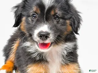 Miniature Australian Shepherd dogs for sale: Eileen - Ad 3