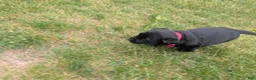 Labrador Retriever dogs for sale: Black Male (Red Collar) - Ad 2