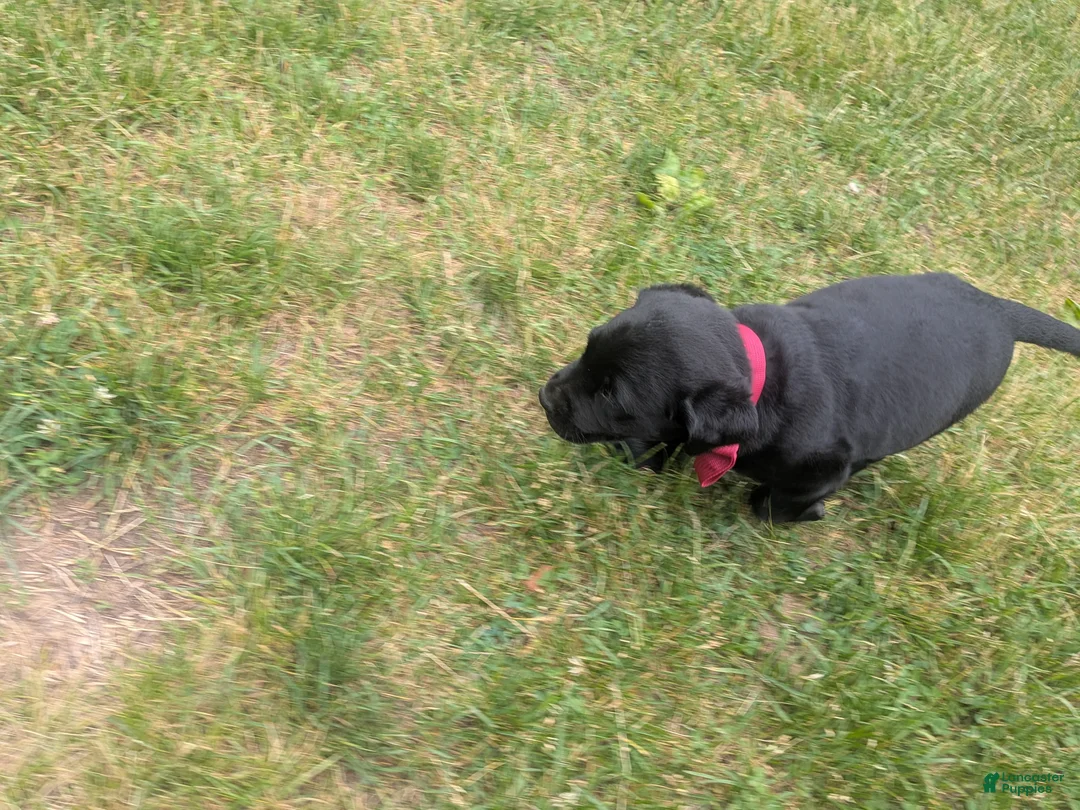 Labrador Retriever dogs for sale: Black Male (Red Collar) - Ad 2