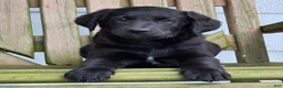 Labradoodle dogs for sale: Smudge - Ad 4