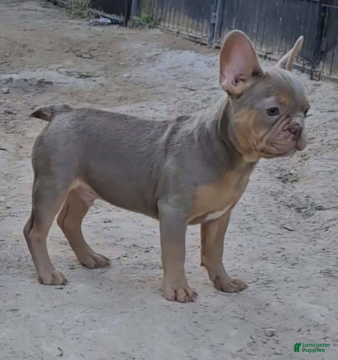 French Bulldog dogs for sale: French Bulldog Puppy 1 - Ad 7