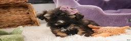 Shih Tzu dogs for sale: Pansy - Ad 4