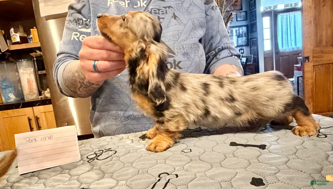 Miniature Dachshund dogs for sale: AKC Show Dapple- Russian - Ad 2