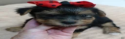 Yorkshire Terrier dogs for sale: Ziggy 2 pounds - Ad 5