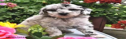 Miniature Poodle dogs for sale: Callie - Ad 3