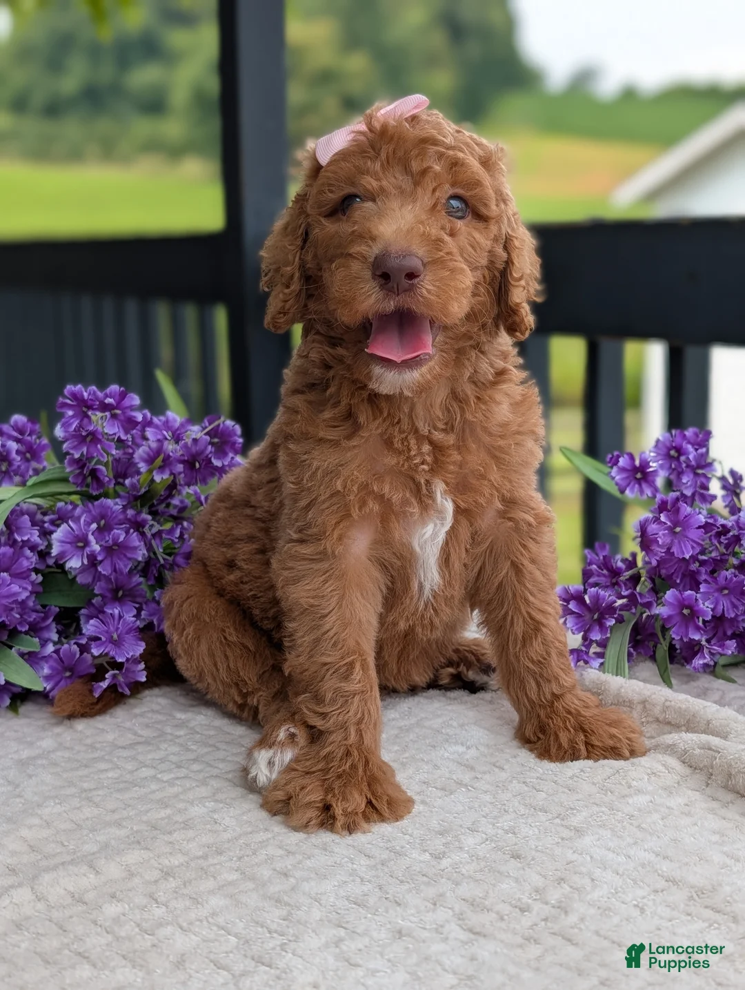 Goldendoodle dogs for sale: Miss Daisy - Ad 2
