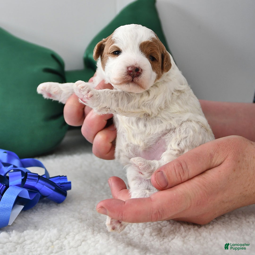 Mini Goldendoodle dogs for sale: Penny - Ad 4