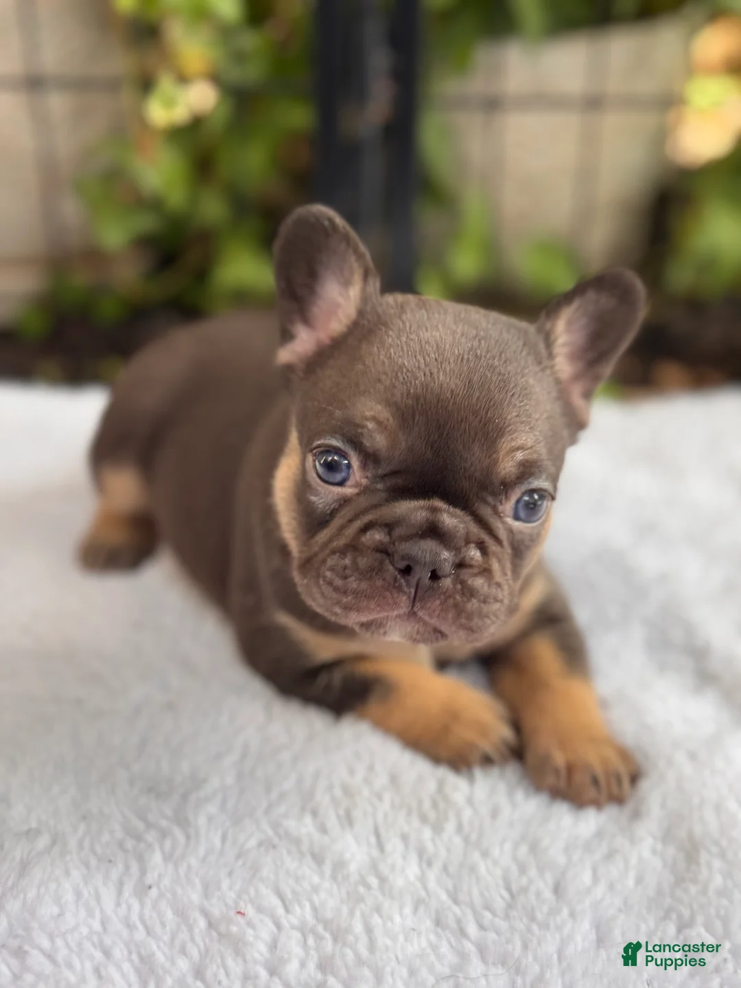 French Bulldog dogs for sale: Violet - Ad 1