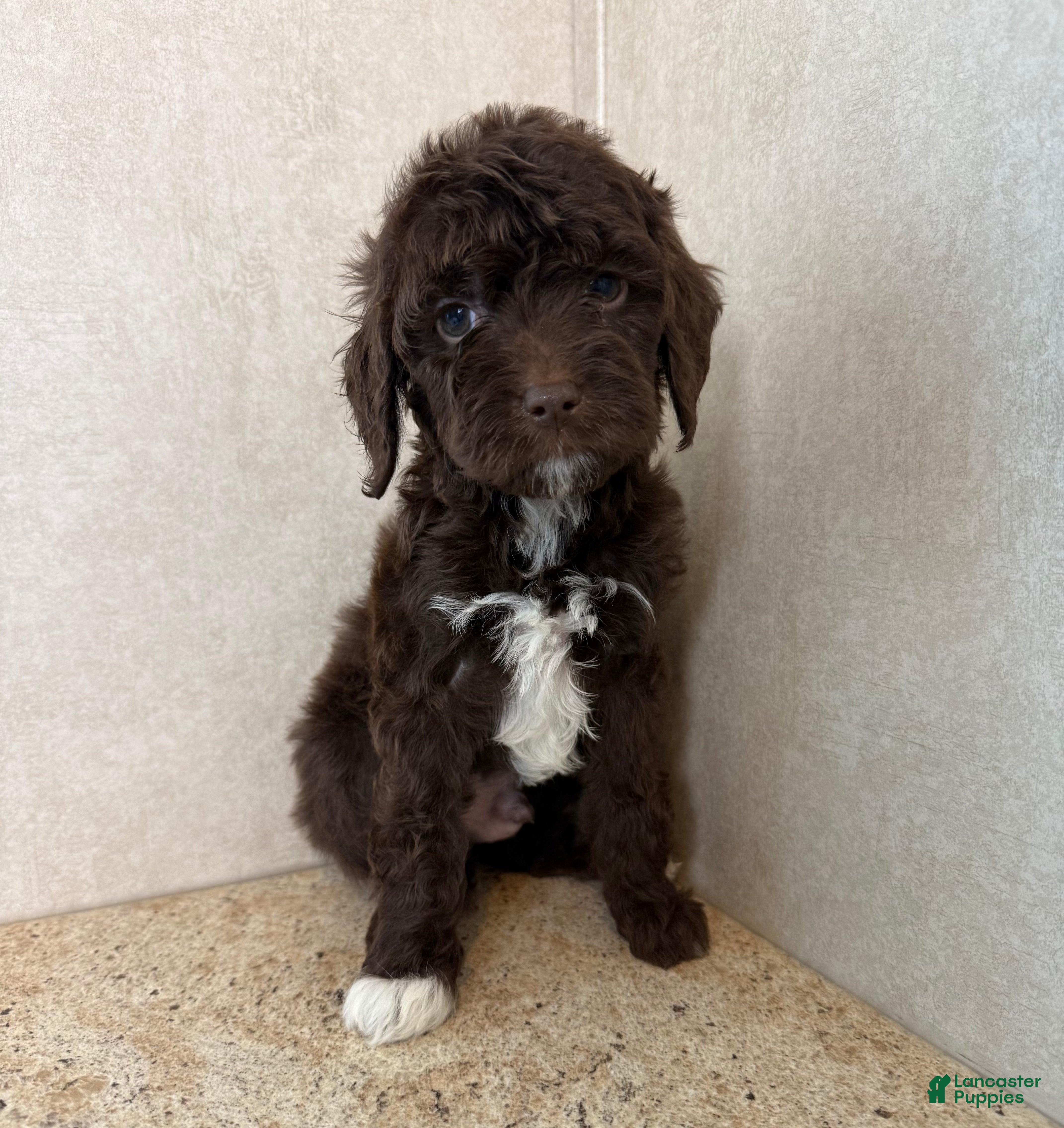 Mini Goldendoodle dogs for sale: Cosmic - Ad 1
