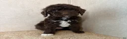 Mini Goldendoodle dogs for sale: Cosmic - Ad 1