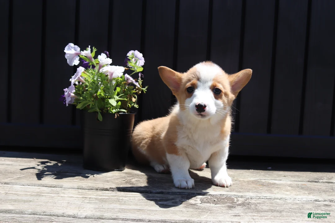 Welsh Corgi Pembroke dogs for sale: Savy - Ad 5