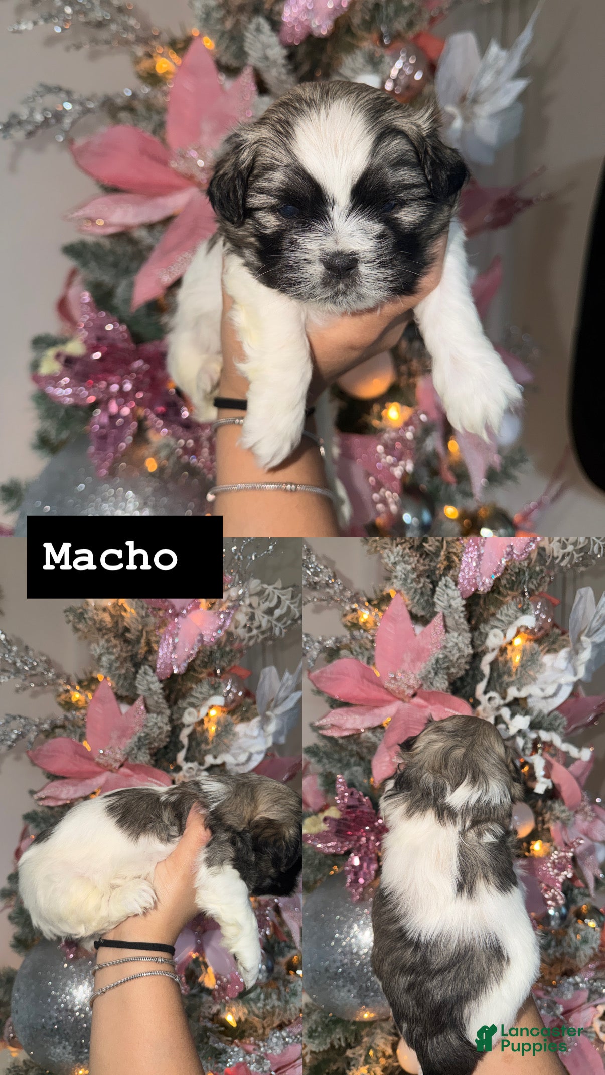 Shih Tzu dogs Shih Tzu Puppy 3 - Ad 30