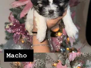 Shih Tzu dogs Shih Tzu Puppy 3 - Ad 30