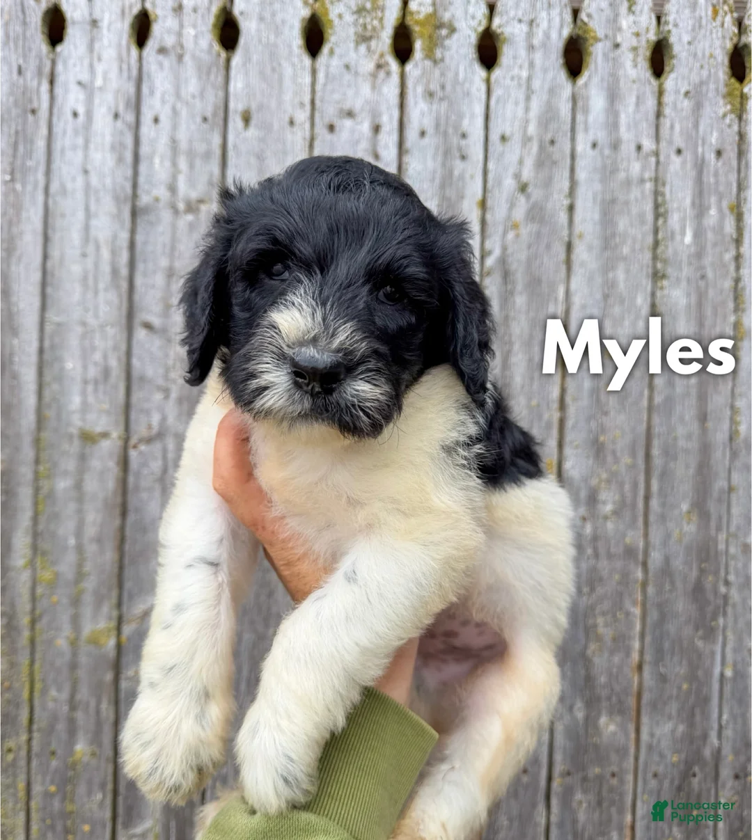 Goldendoodle dogs for sale: Myles - Standard F1b - Ad 2