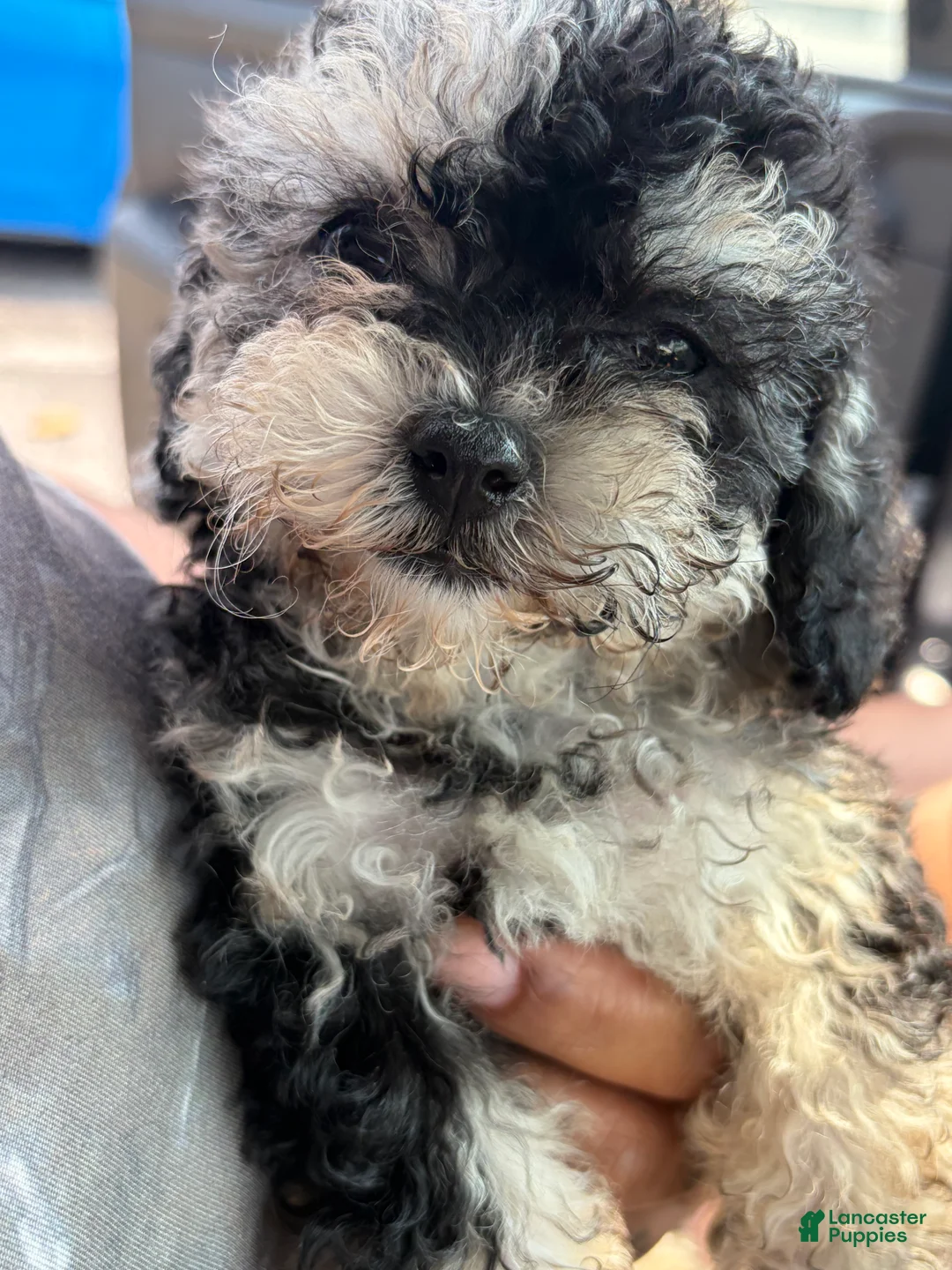 Toy Poodle dogs for sale: Toy Poodle 4 - Ad 2