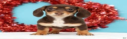 Miniature Dachshund dogs for sale: Kendra - Ad 1